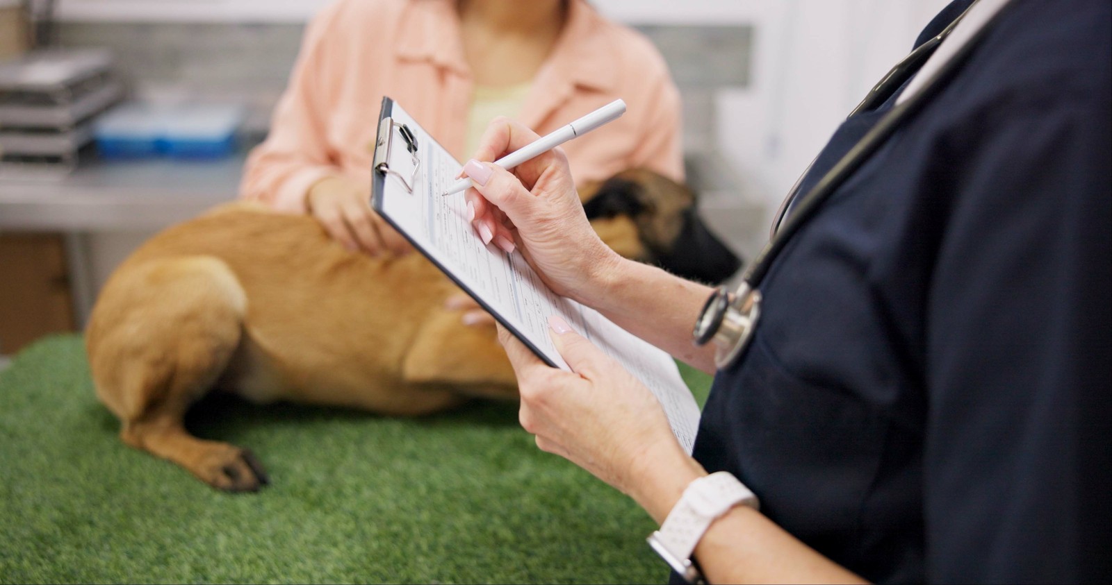 A veterinary team member reviewing care notes on a clipboard during an exam