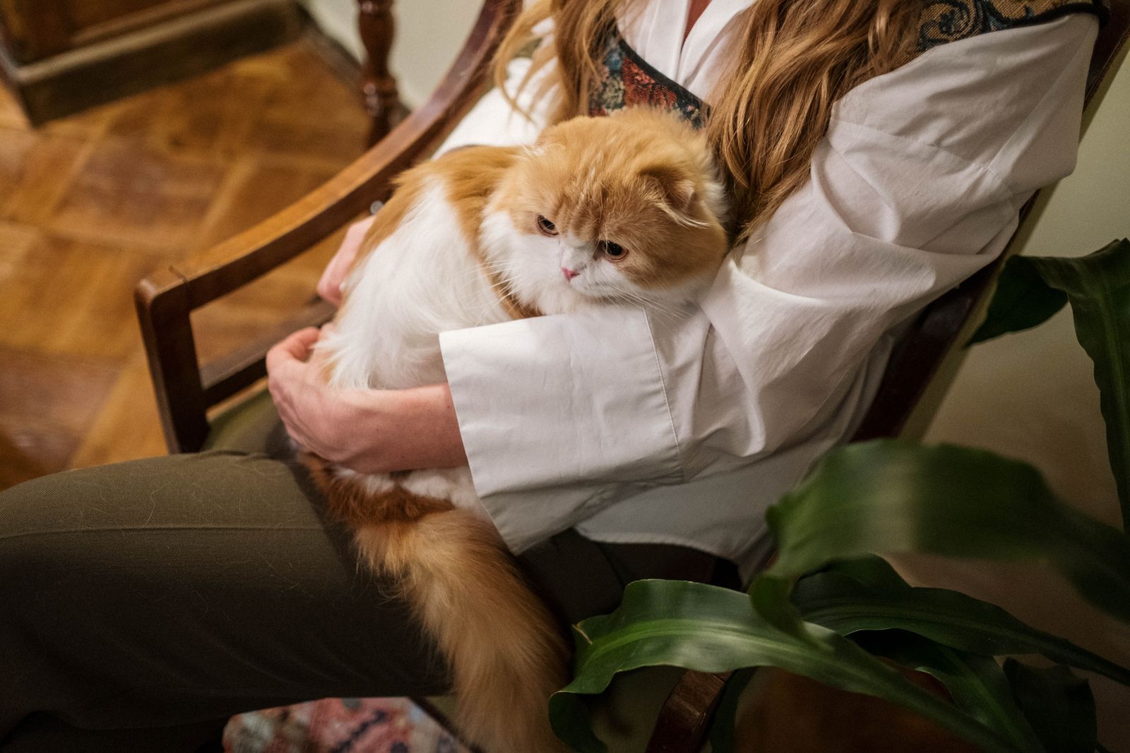 A fluffy cat resting calmly in its owner's lap at home