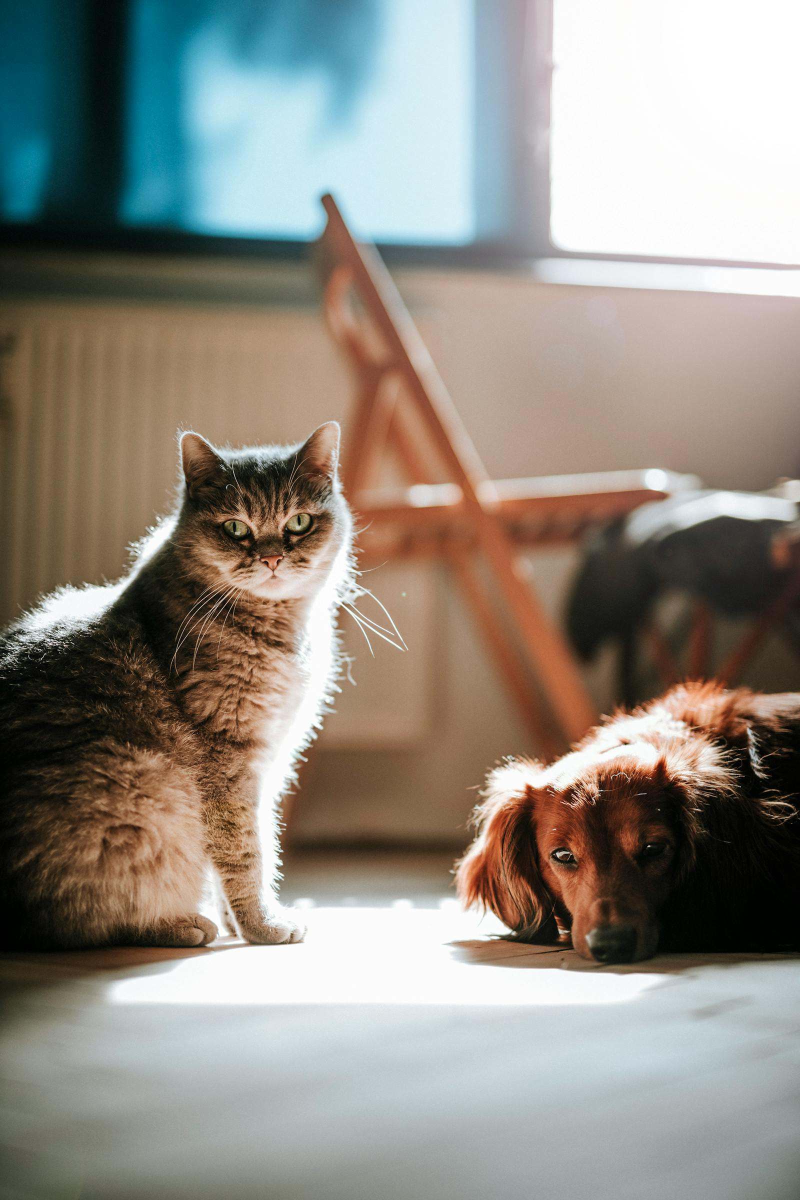 A cat and dog resting together in warm sunlight
