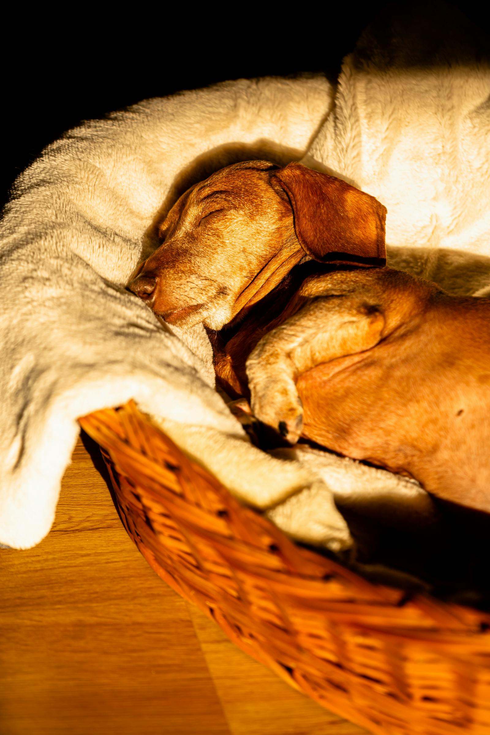 A dachshund sleeping peacefully in a basket