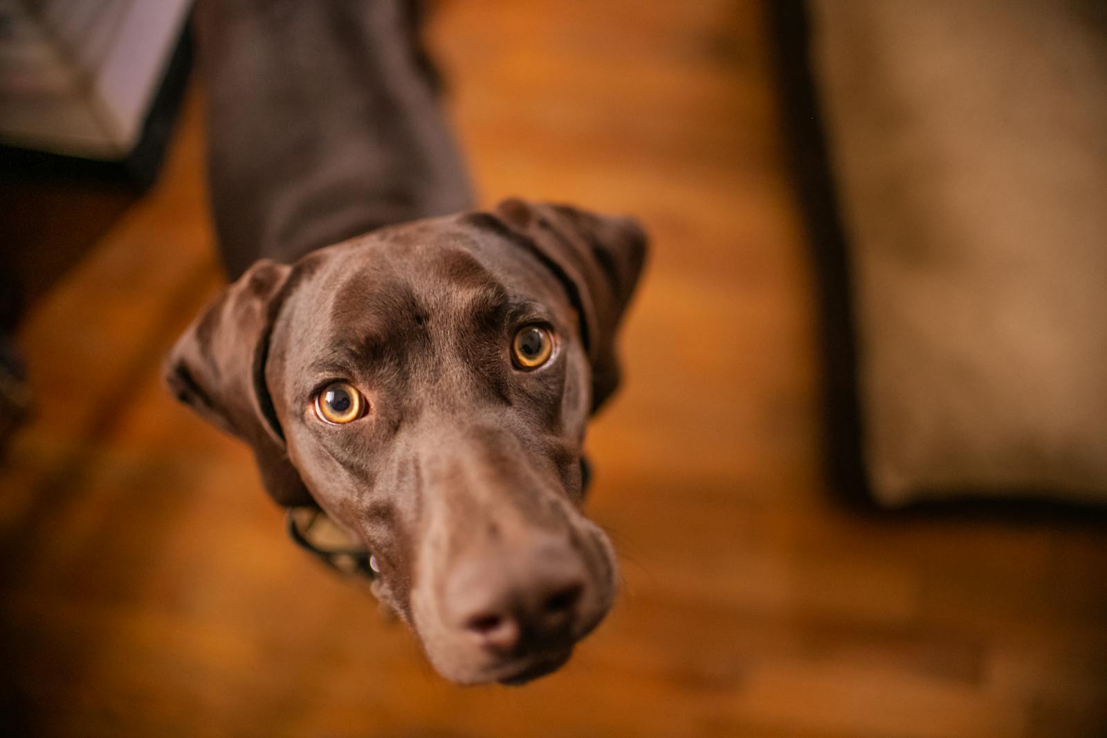 A dog looking up with trusting eyes