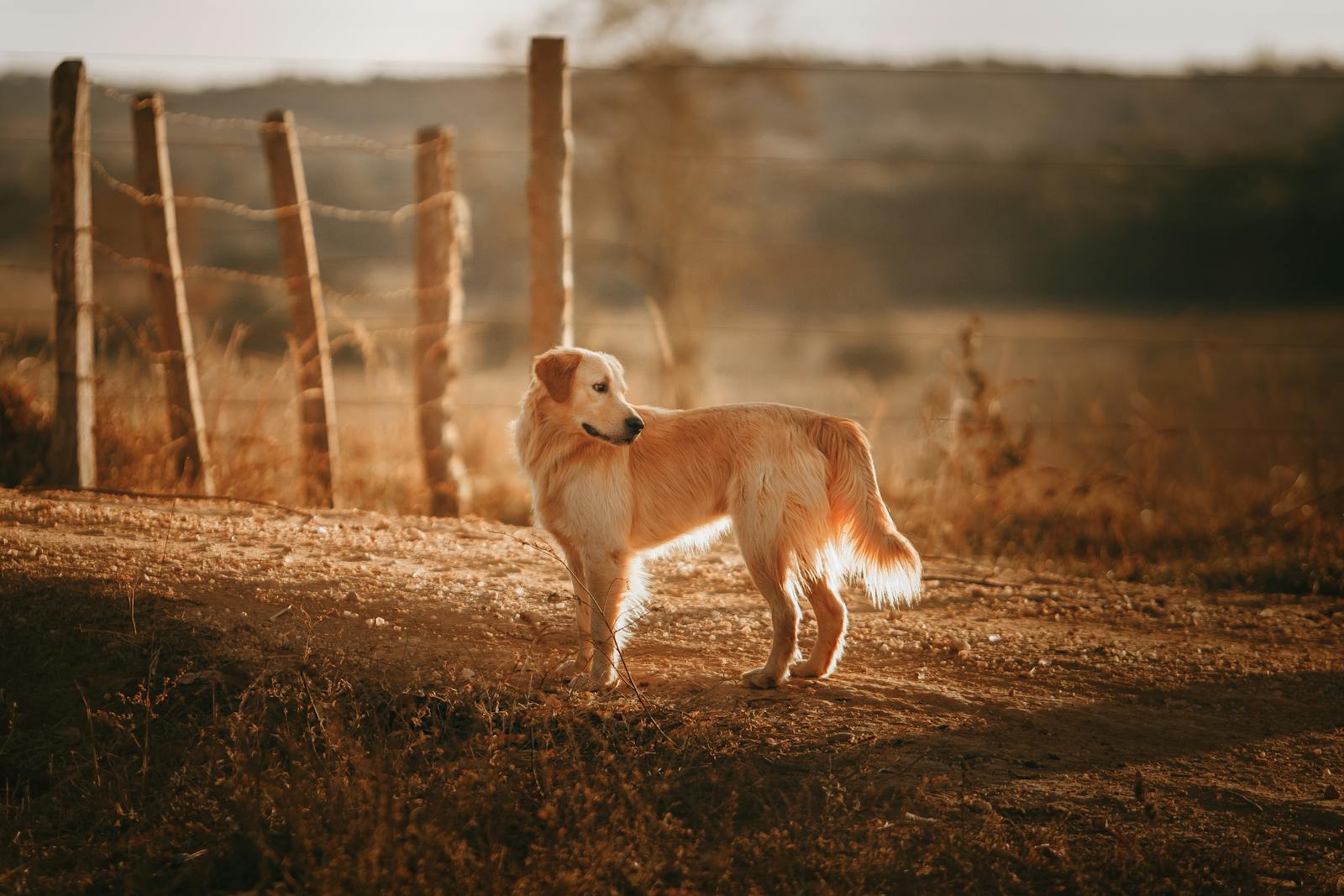 A golden retriever standing in a sunlit open field at the end of the day