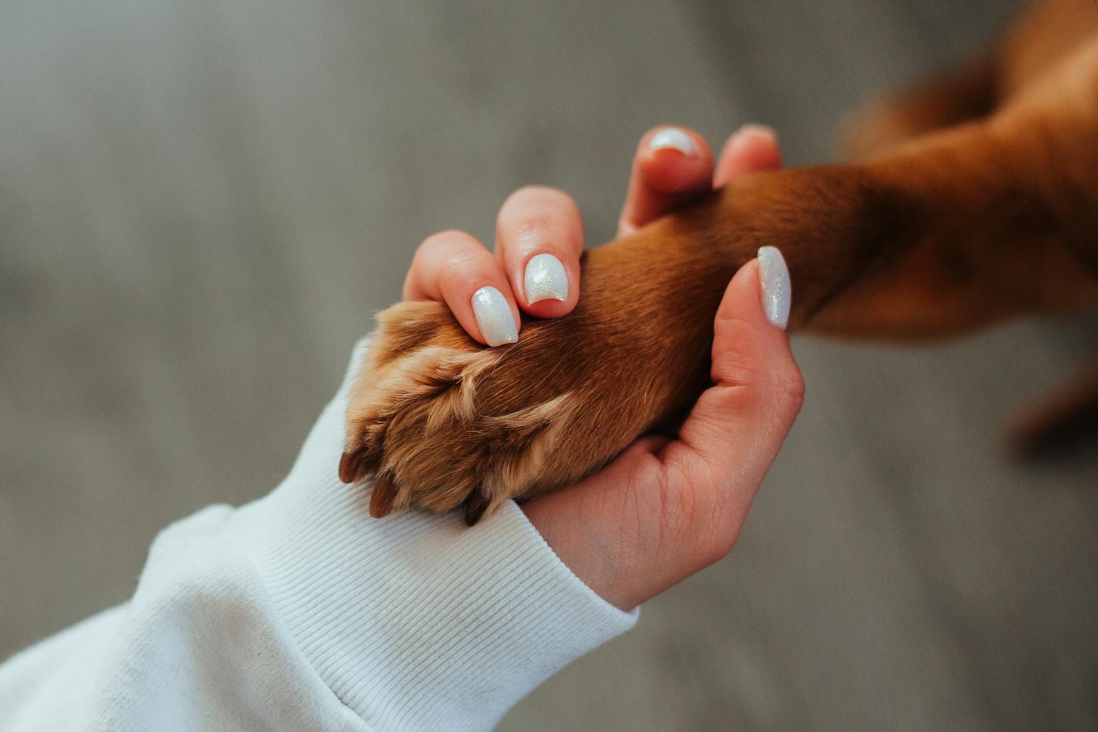 A person gently holding a dog's paw in both hands