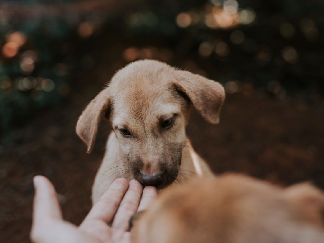 A young puppy leaning in to sniff an outstretched hand outdoors
