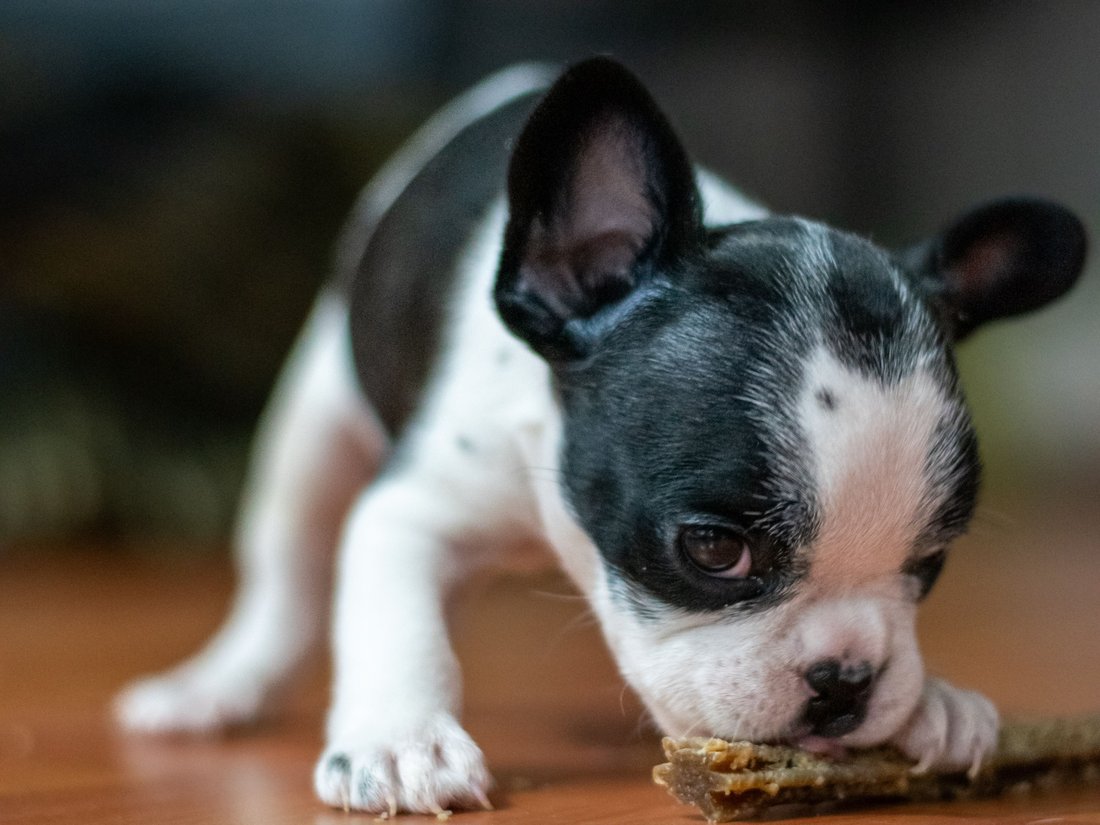 A French bulldog puppy chewing a treat on a wooden floor