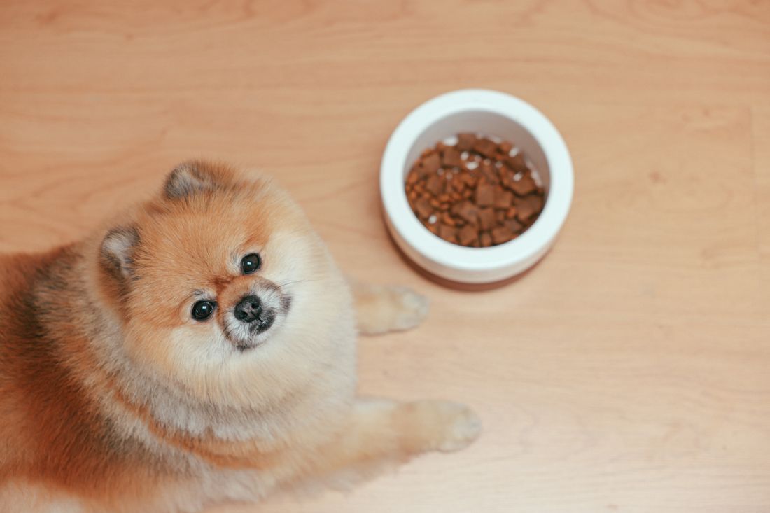 A fluffy Pomeranian puppy looking up beside its food bowl on a wooden floor
