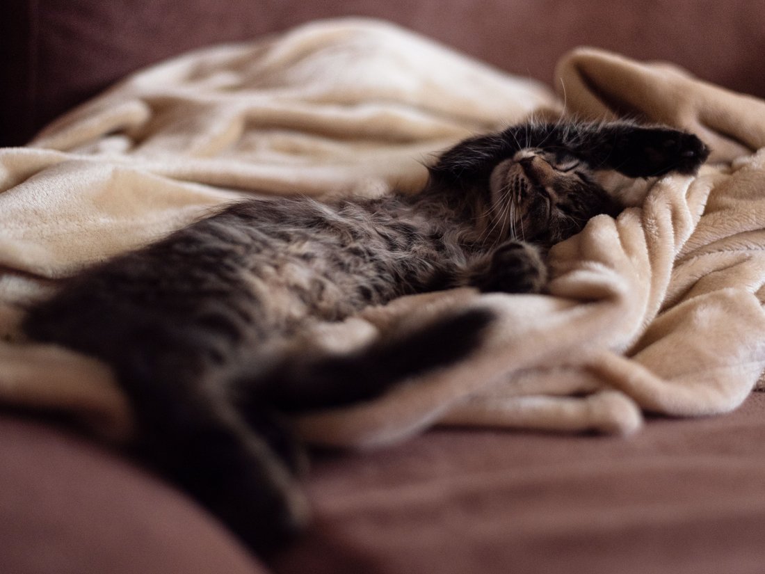 A tabby kitten asleep and stretched out on a soft cream blanket
