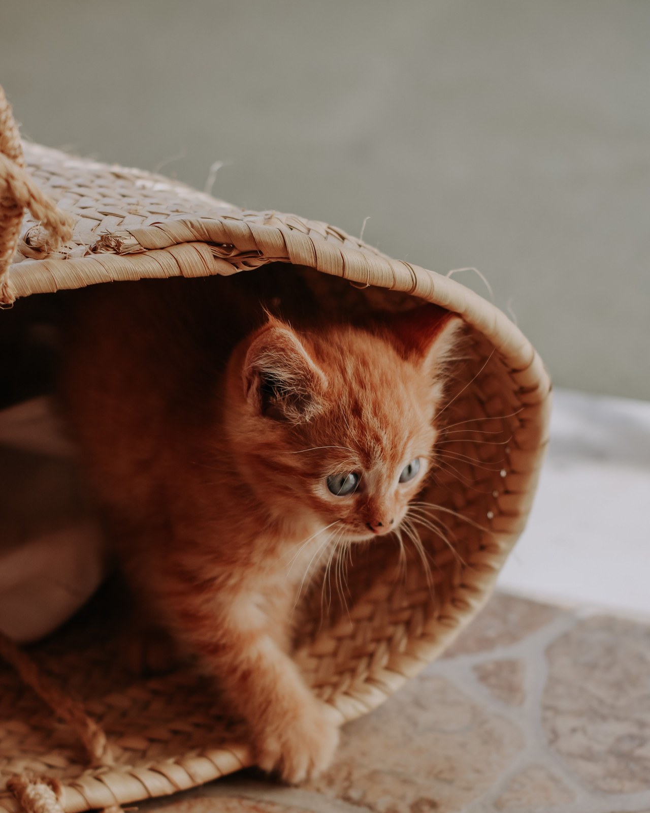 A ginger kitten stepping out of a woven basket in its own time
