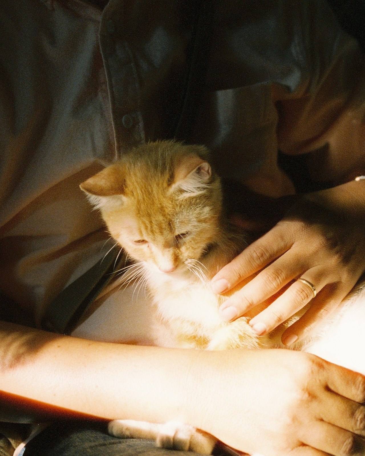 A ginger kitten resting calmly in someone's lap while two hands gently support it