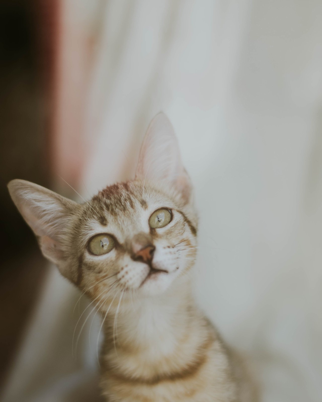 A young tabby kitten looking upward with wide pale-green eyes in soft window light