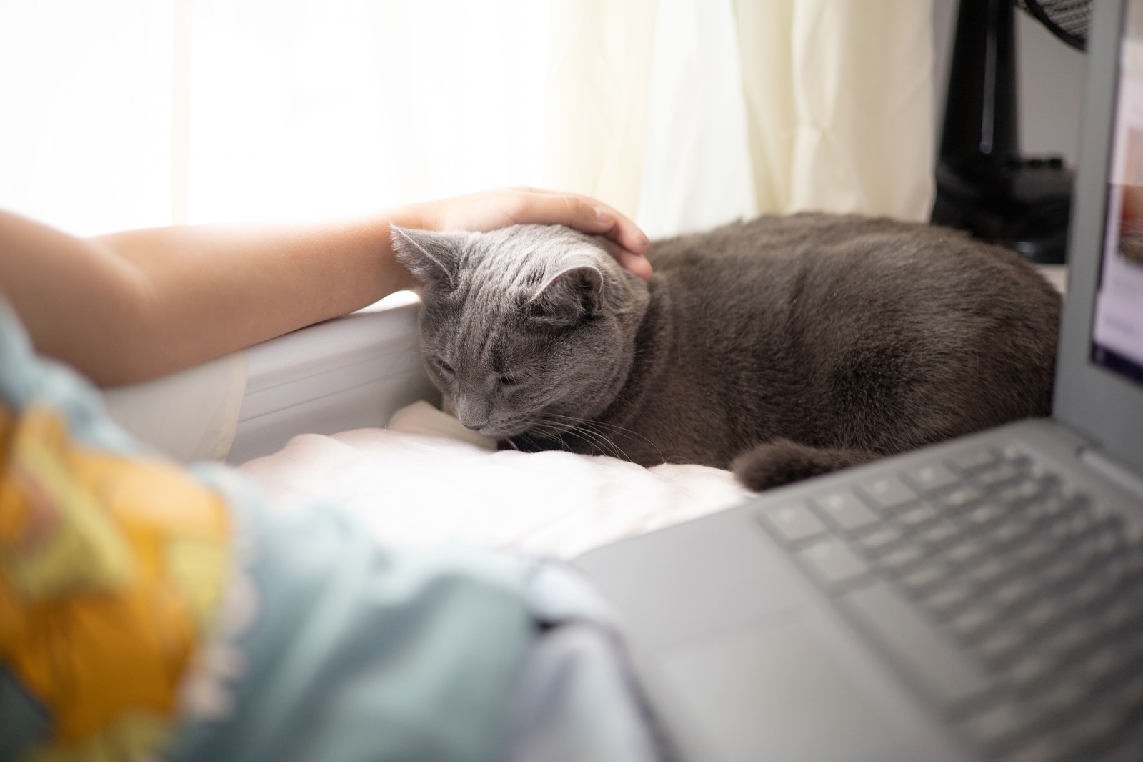 A hand gently resting on a calm grey cat by a sunlit window