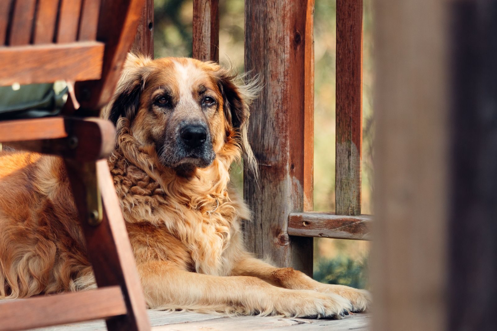 A long-haired golden dog resting calmly on a sunlit wooden porch
