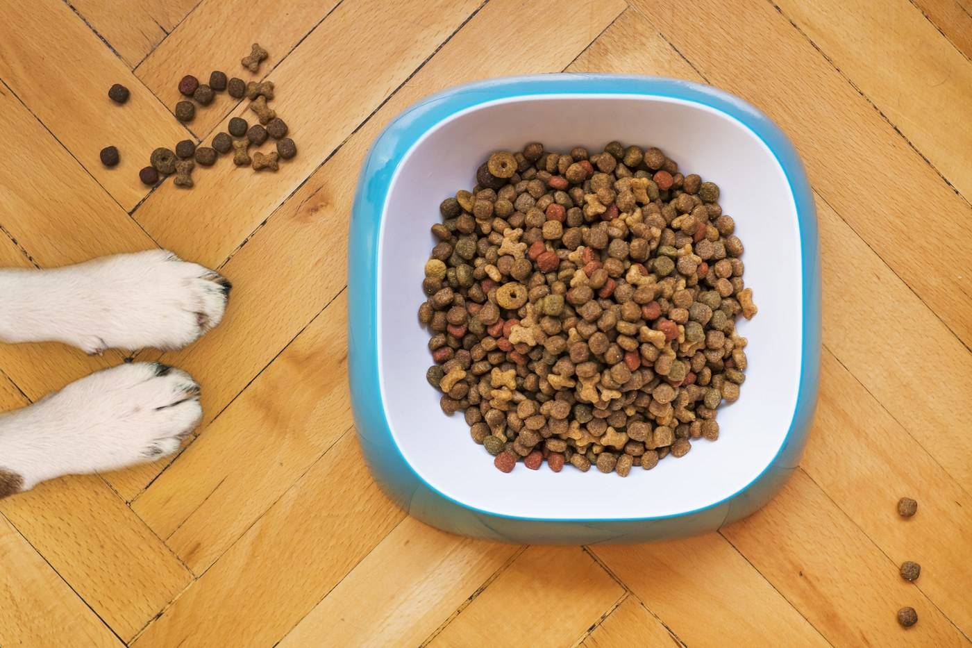 A dog's front paws beside a full bowl of kibble on a wooden floor, seen from above