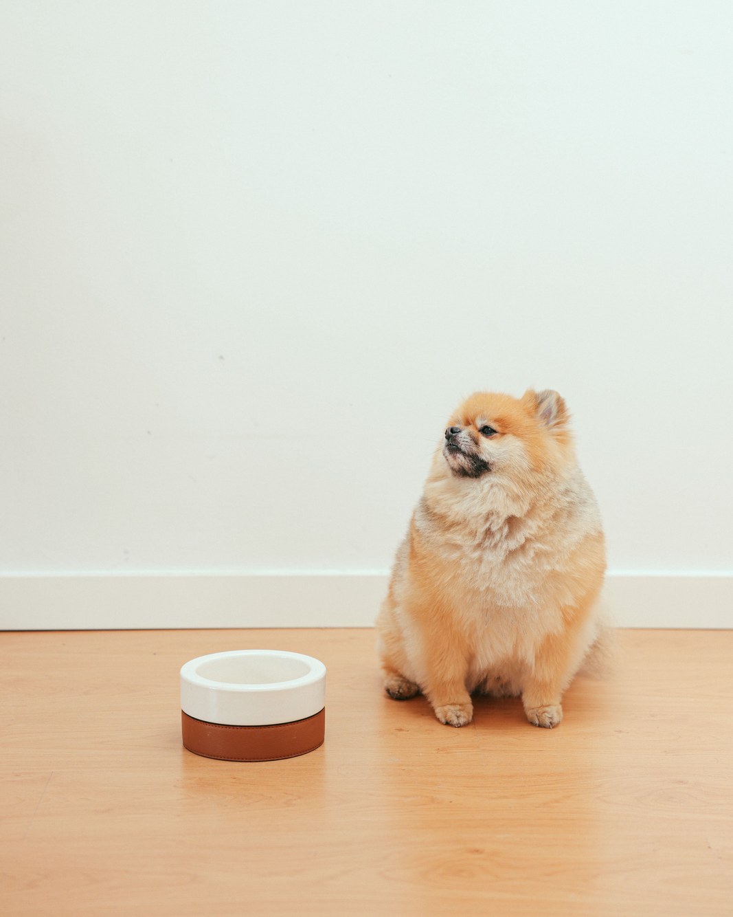 A small fluffy dog sitting beside its food bowl on a wooden floor at home