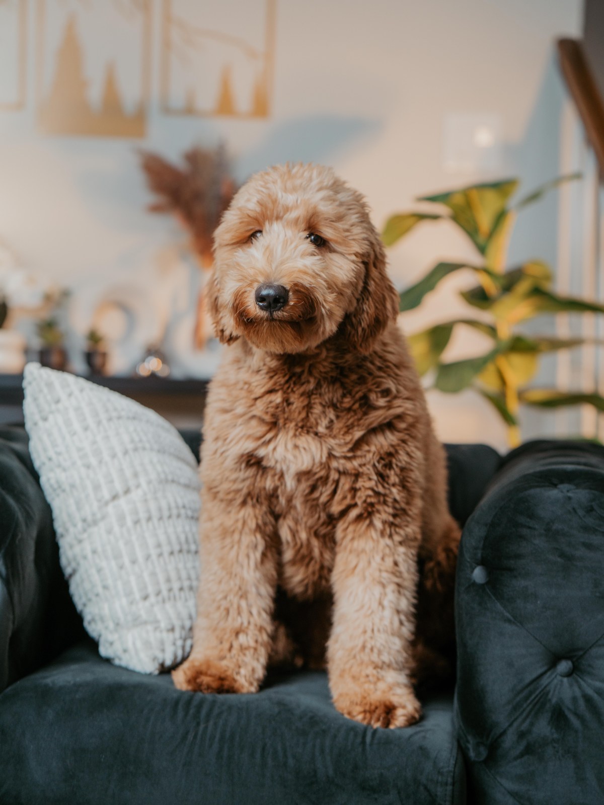 A goldendoodle puppy sitting up alertly on a green sofa at home
