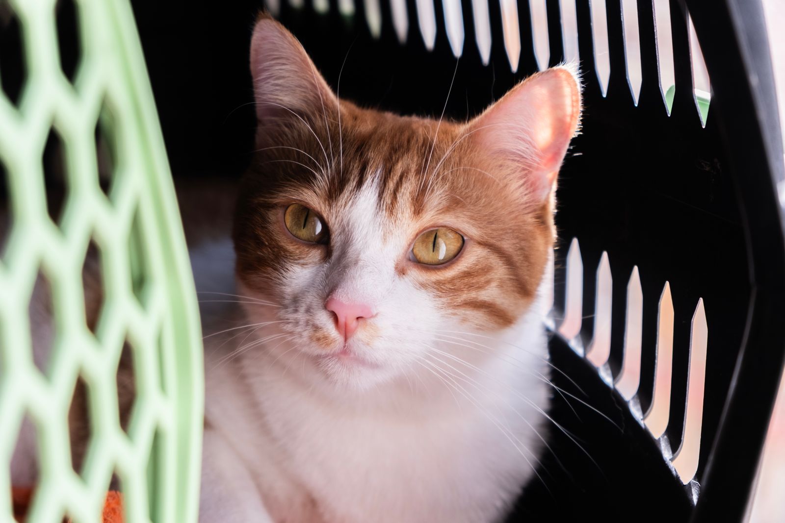 A ginger and white cat sitting calmly just inside the open door of a pet carrier
