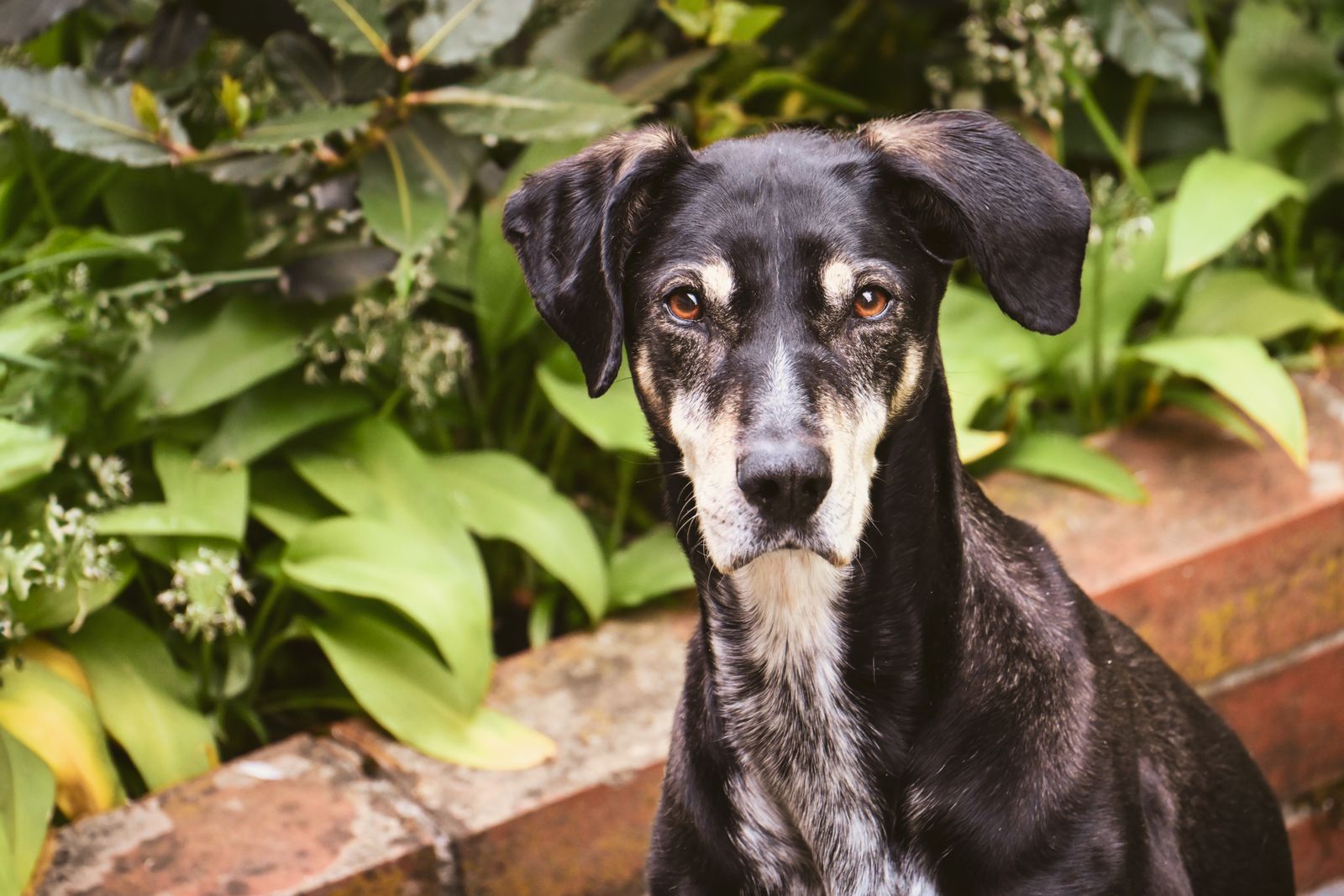 An alert black and tan dog sitting outdoors among green garden foliage, looking toward the camera