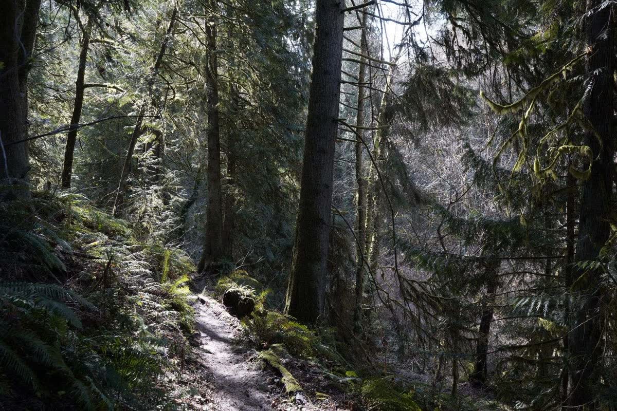 A fern-lined conifer trail in the damp coastal forest of western Washington