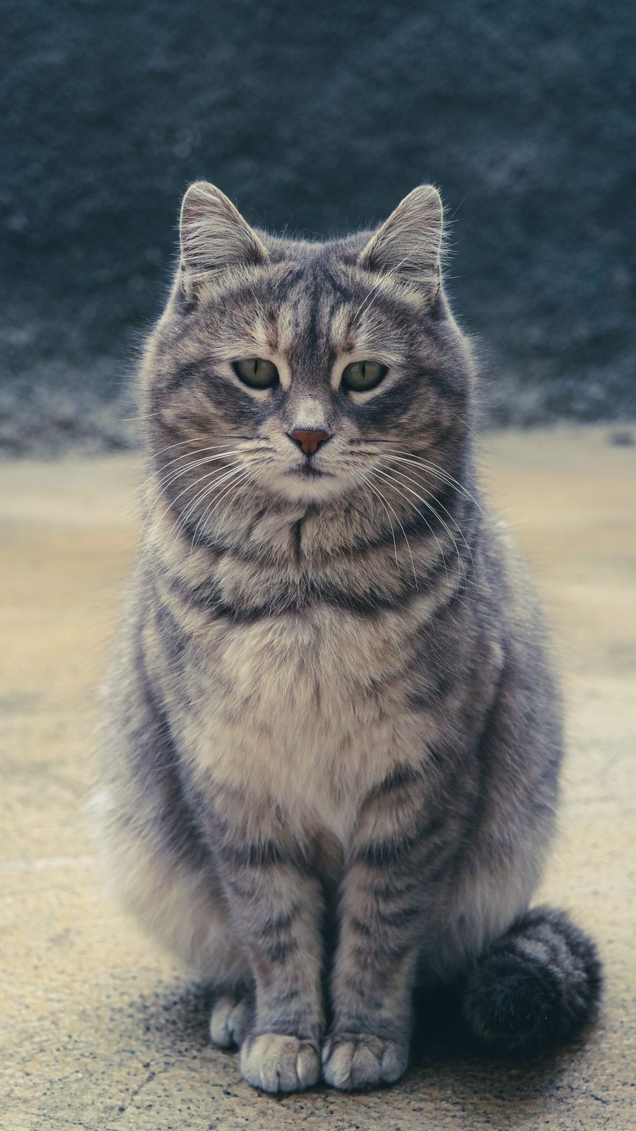 A silver tabby cat sitting upright and alert on a sunlit stone floor