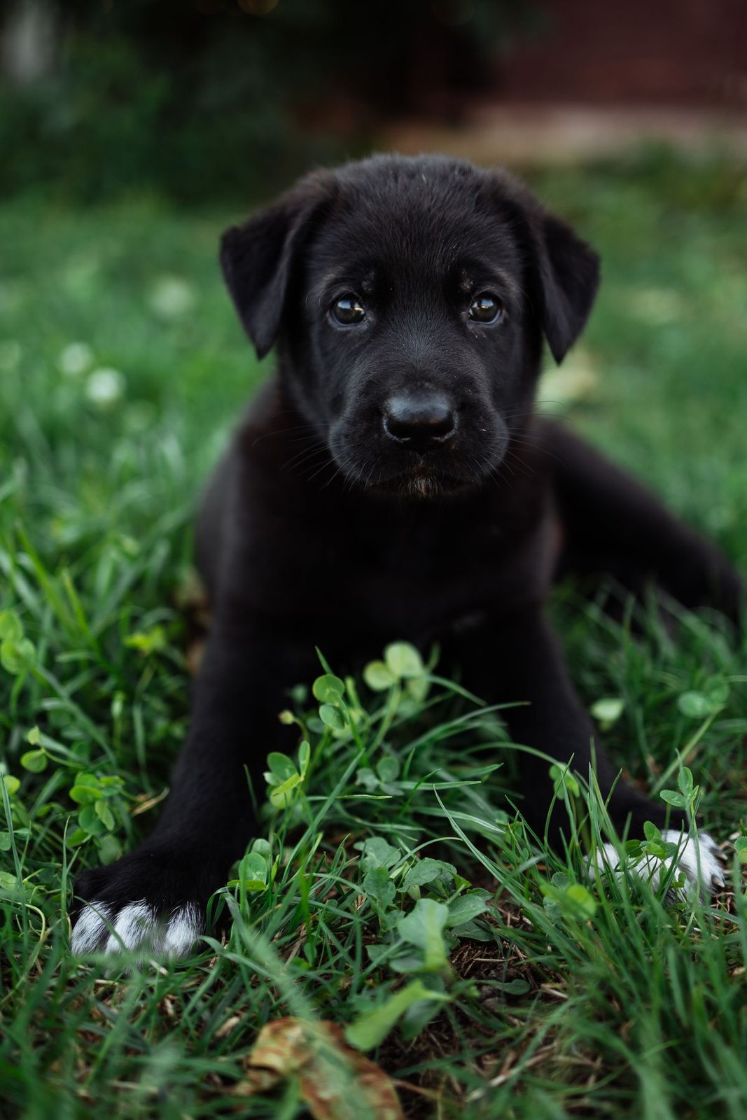 A black puppy with white paws lying in clover and grass, looking toward the camera