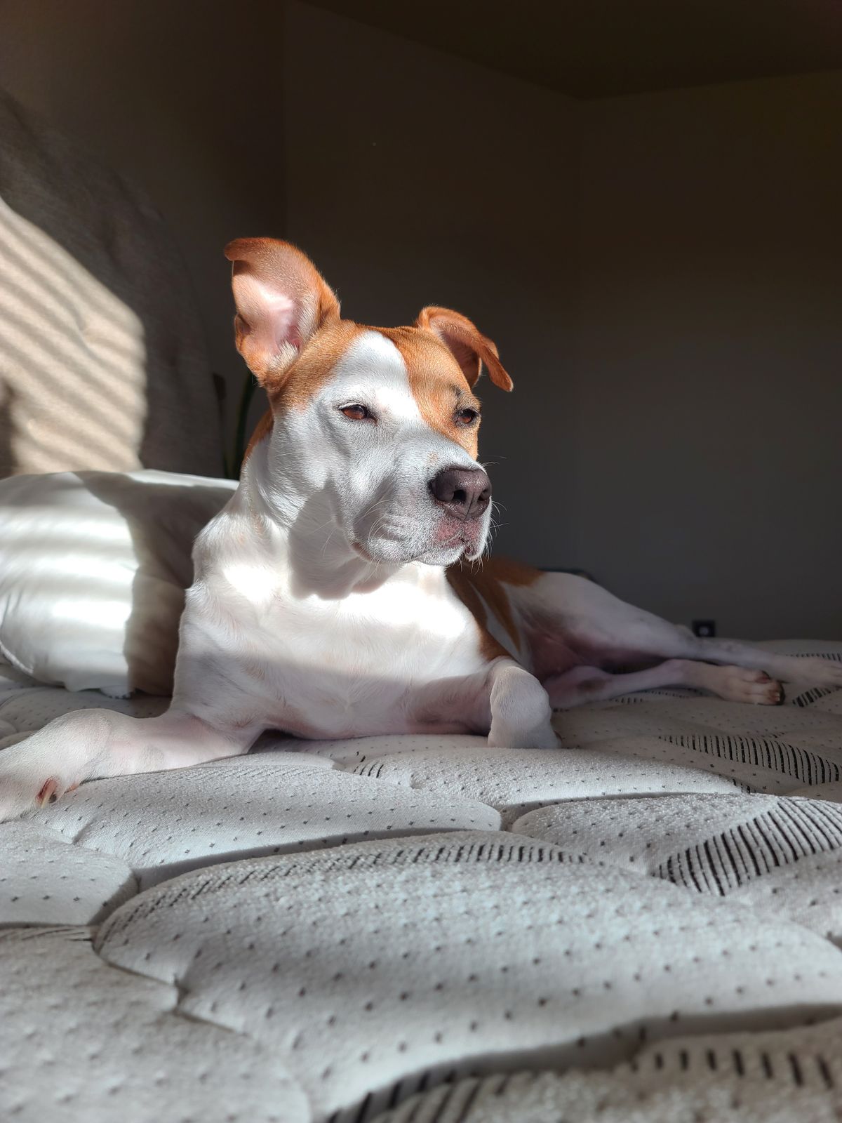 An adult tan and white dog lying calmly on a bed in a patch of morning window light