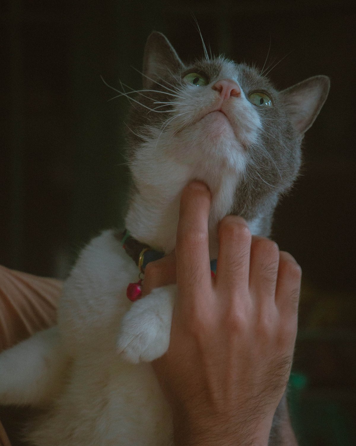 A grey and white cat looking up while a bare hand gently cradles its chin