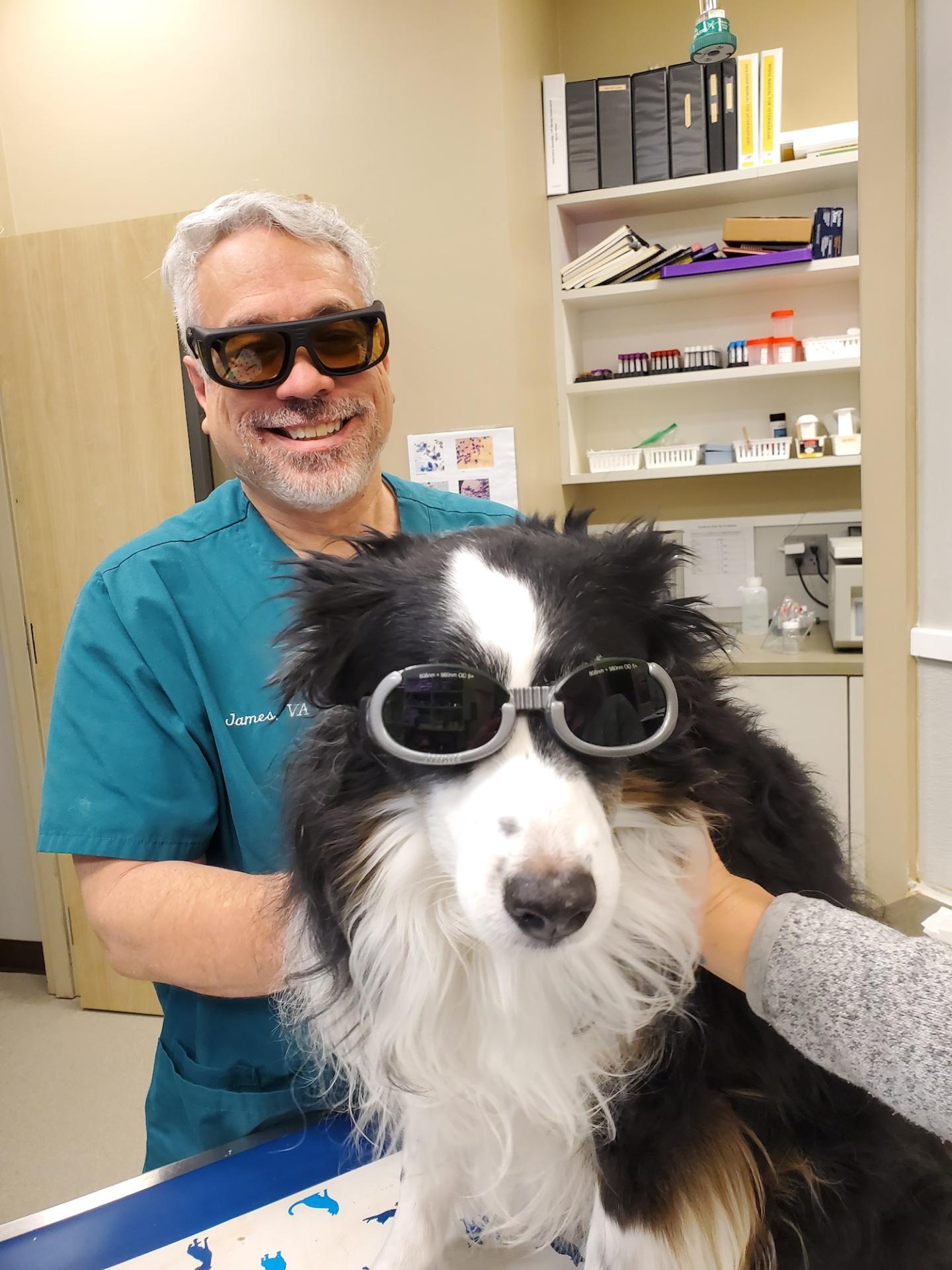 Dog Laser Therapy 