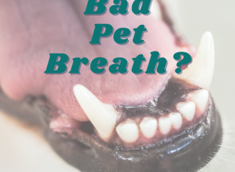 Bad Pet Breath? 10 Important Things You Need To Know...
