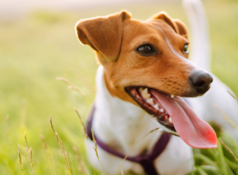 Fleas and Ticks: Protecting Your Pets and Home