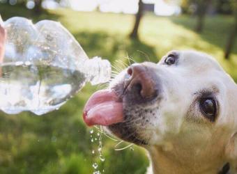 Today&#039;s Hot Take! 6 Safety Tips for Pets in the Face of Rising Temperatures