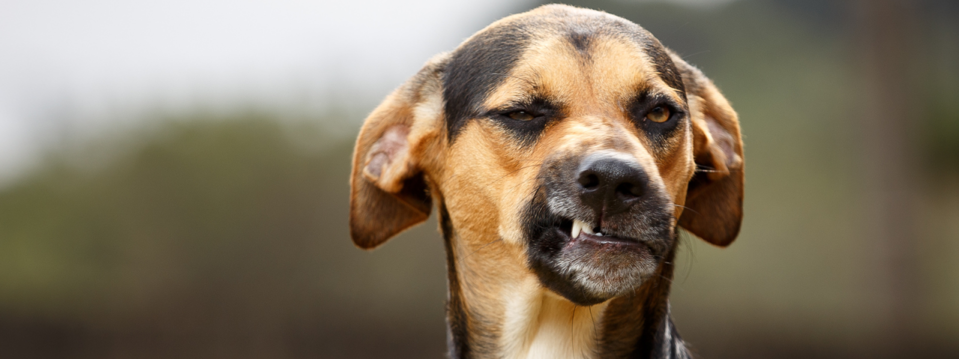 Dog Bad Breath Blog