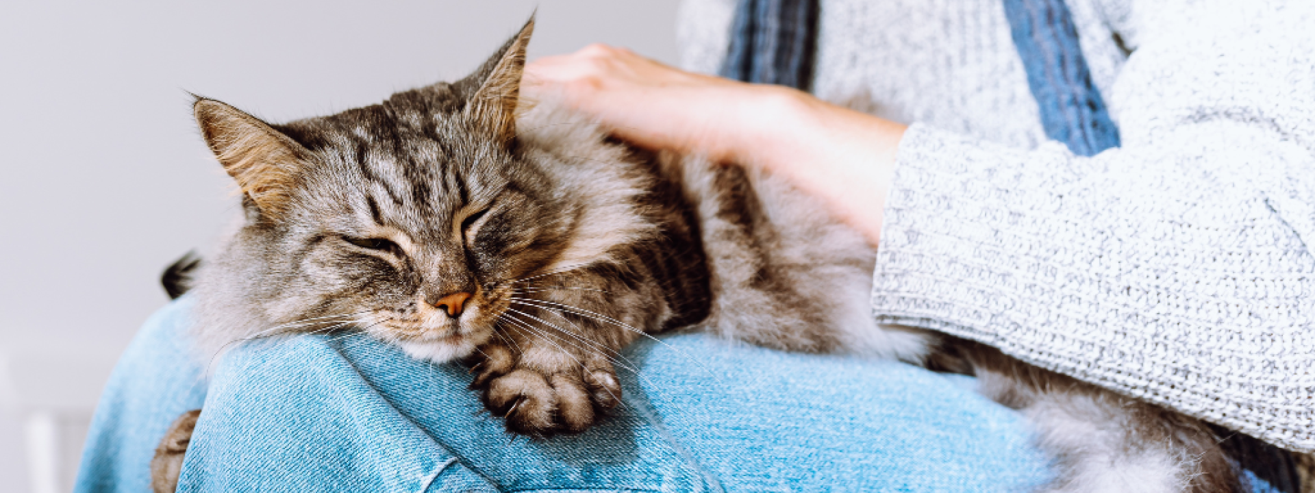 Domestic fluffy tabby cat sleeps on lap of young girl.