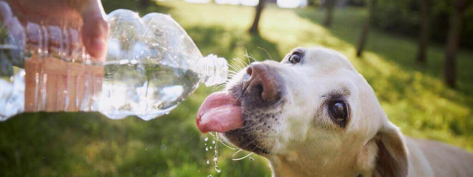 safety tips for pets in extreme heat
